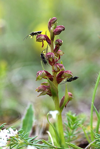 Dactylorhiza viridis