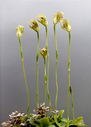 Pterostylis curta