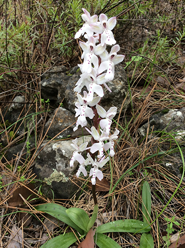 Orchis anatolica