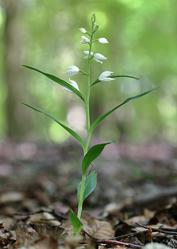 Cephalanthera longifolia