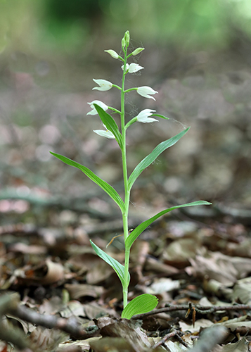 Cephalanthera longifolia