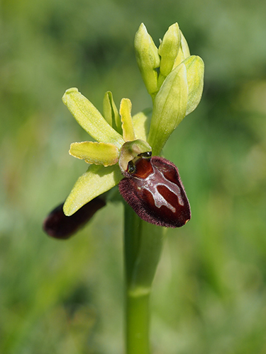 Ophrys sphegodes