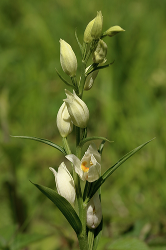 Cephalanthera damasonium