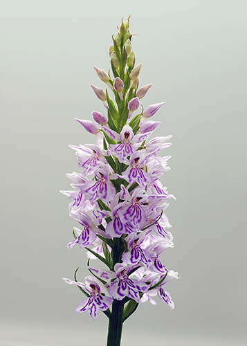 Dactylorhiza fuchsii