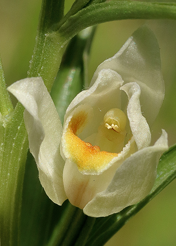 Cephalanthera damasonium