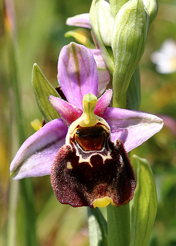 Ophrys fuciflora