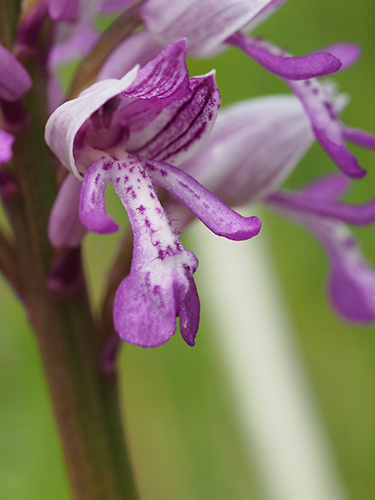 Orchis militaris