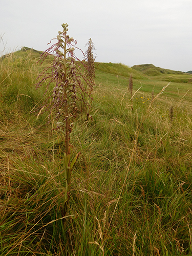 Himantoglossum hircinum