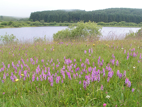 Gymnadenia borealis