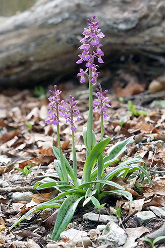 Orchis mascula