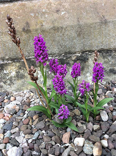 Dactylorhiza purpurella