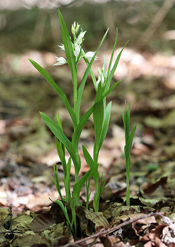 Cephalanthera longifolia