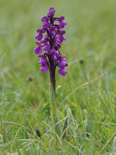 Anacamptis morio