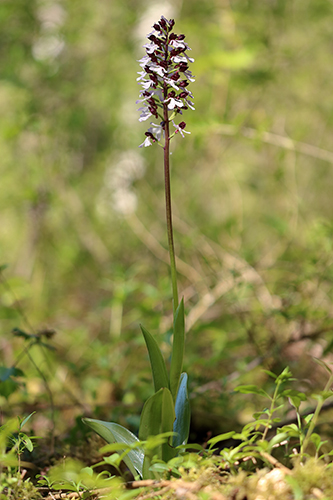 Orchis purpurea 