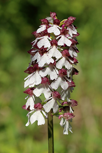 Orchis purpurea