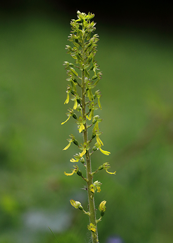 Neottia ovata