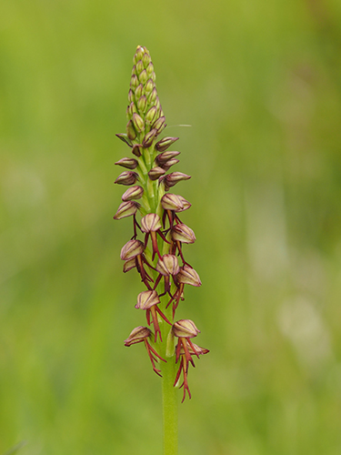 Orchis anthropophora