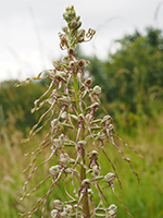 Himantoglossum hircinum