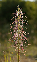 Himantoglossum hircinum