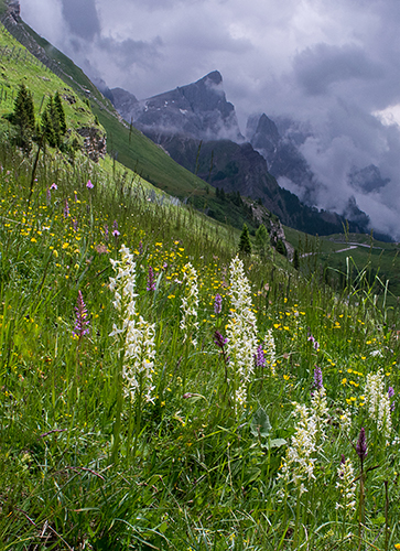 Platanthera bifolia