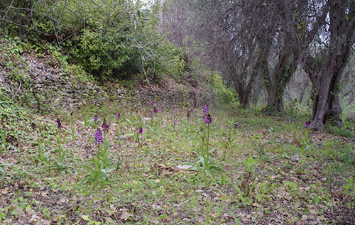 Orchis purpurea