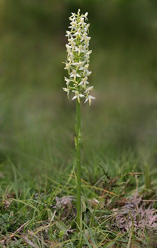 Platanthera bifolia