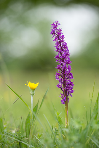 Orchis mascula