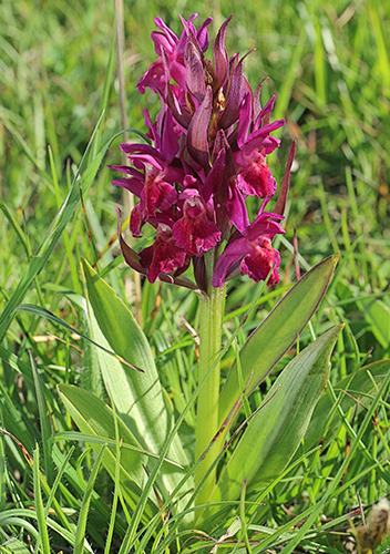 Dactylorhiza sambucina 