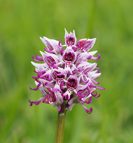 Orchis simia