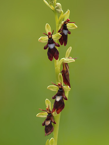 Ophrys insectifera