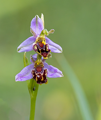 Ophrys apifera