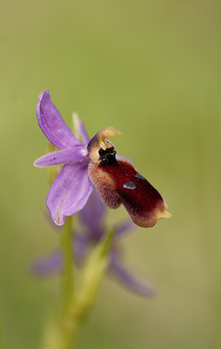 Ophrys lunulata