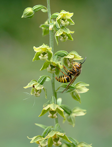 Epipactis helleborine