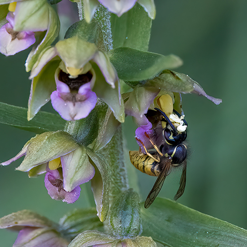 Epipactis helleborine