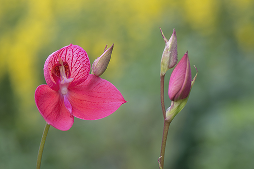 Disa uniflora