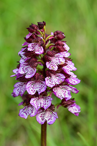 Orchis purpurea