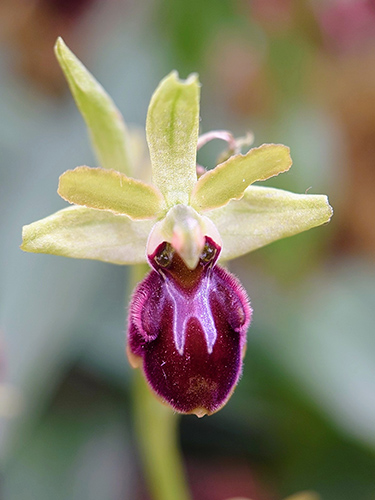 Ophrys sphegodes