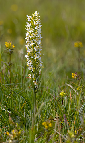 Platanthera chlorantha