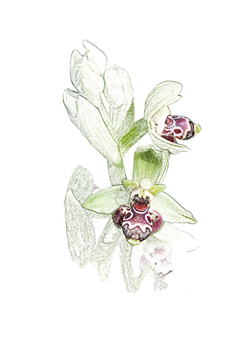 Ophrys rhodia