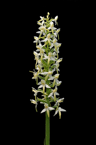 Platanthera bifolia