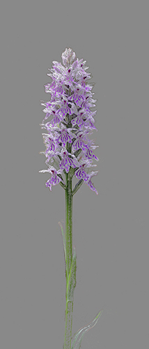 Dactylorhiza fuchsii