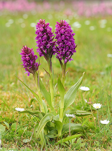 Dactylorhiza kerryensis