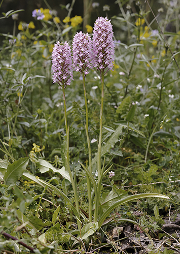 Anacamptis pyramidalis