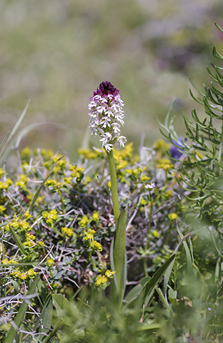 Neotinea ustulata