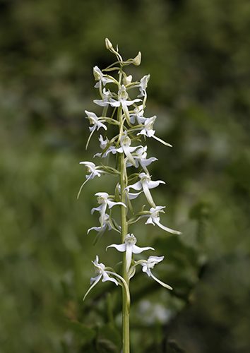 Platanthera chlorantha