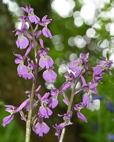 Orchis mascula