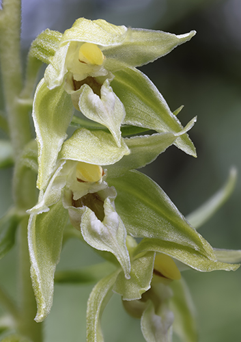 Epipactis leptochila