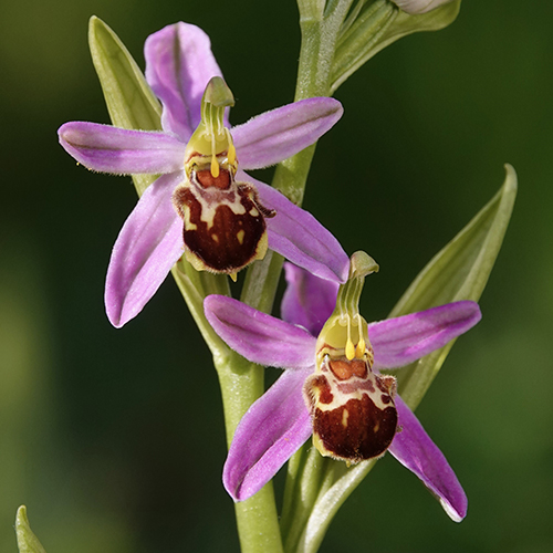 Ophrys apifera