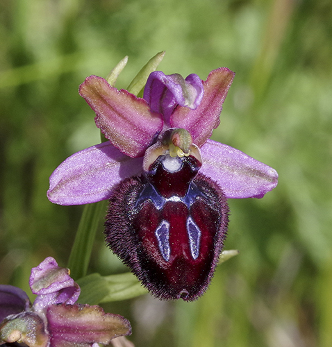 Ophrys sipontensis