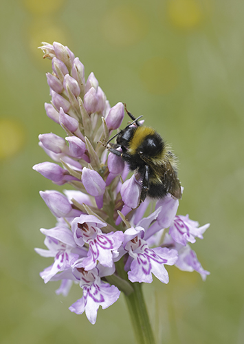 Dactylorhiza fuchsii